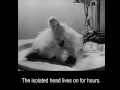 In 1940s, Russian scientists kept a dog’s head alive for a few hours. (Graphic)
