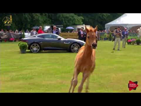 N.100 NOMAD DA - Bruges 2018 C European - Colts Foals (Class 16)