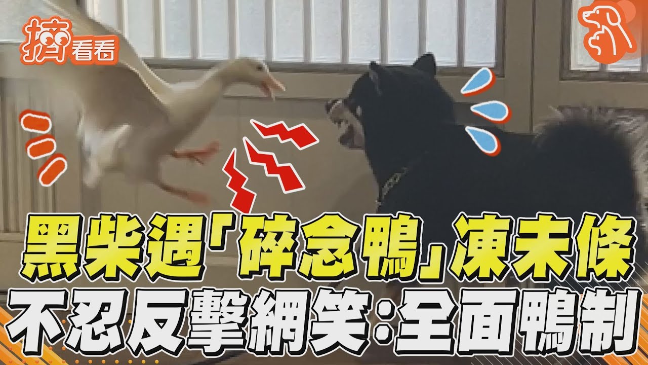 影音/黑柴遇「碎念鴨」凍未條了! 不忍反擊網笑:全面「鴨制」