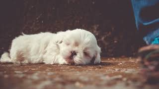 som relaxante para acalmar seu filinho de 4 patas