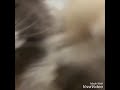 Video Pendek Tiktok Kucing Lucu