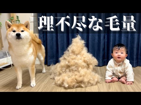 犬の抜け毛はどのくらいの期間続くのでしょうか?