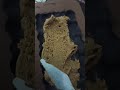 Lotus Biscoff Bar Crunchy Creamy Magic