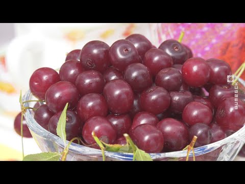 "Вишневый фестиваль" прошел в Глубоком