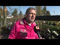 Vlinderstruiken zijn dit jaar populairder dan ooit