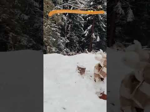 Familia Neag - Damaris, Matei, Rut și Lidia cu Natanael Neag