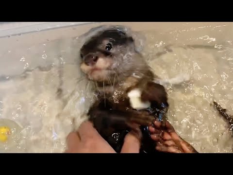 Den Tag Aty kam zu mir nach Hause zum ersten Mal. Ein Jahr verging danach. [Flussotter Leben Tag 0]