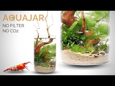Building a Planted Aquajar (no filter, no CO2, Walstad style aquarium)