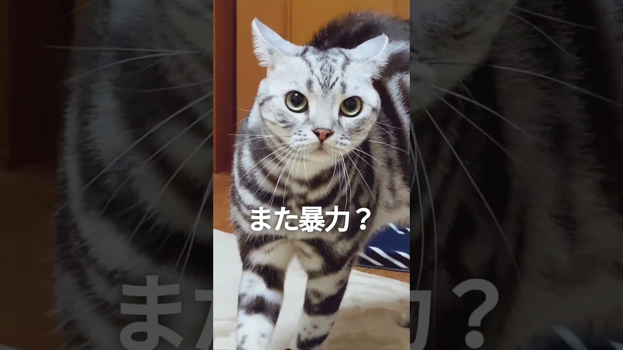 猫のやんのかステップまとめ！