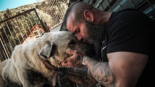 We freed a Kangal from its chain!