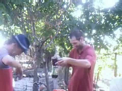 GOSTAVATU OLT  2012 TAYSON & DORY