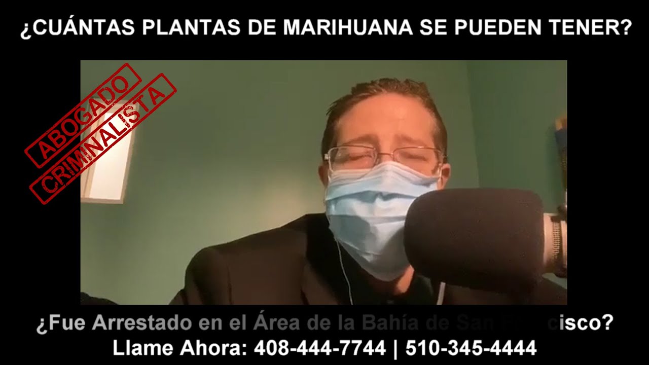 ¿CUÁNTAS PLANTAS DE MARIHUANA SE PUEDEN TENER