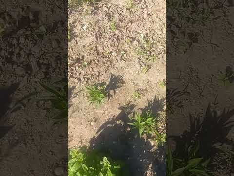 Radovi u bašti u maju