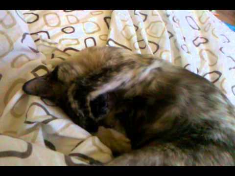 Snoozing kitty Sarah jane covers her eyes