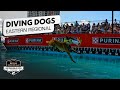 Incredible Dog Challenge 2025 Dog Diving Eastern Regional NBC Sports