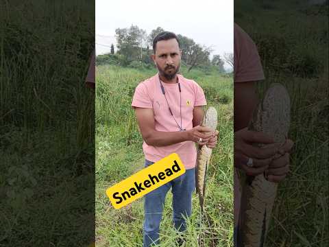 Best fishing catches || HABEEB FISHING ✅ #fishingvideo