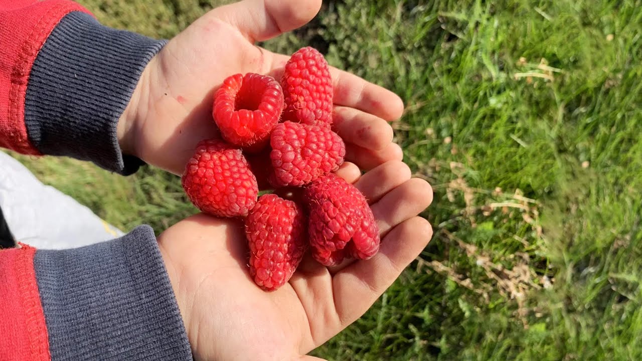 Купить Семена Малины Крупноплодной