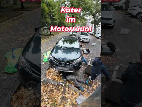 Tomcat in the engine compartment #cat #tomcat #animalrescue #animalrescue