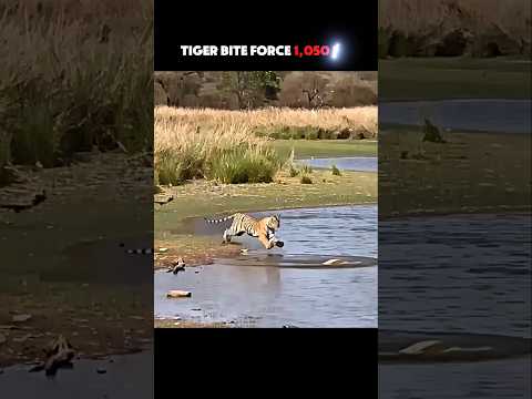 The Strongest Bite Among All Big Cats #trending #animals #wildlife #youtubeshorts #jaguar #tiger