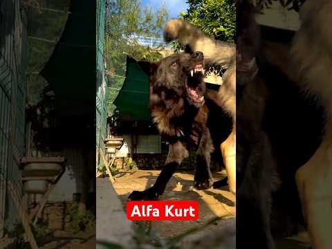 Türkiyenin en büyük siyah alfa kurt #wolf #blackwolf #alfakurt #wolfdog
