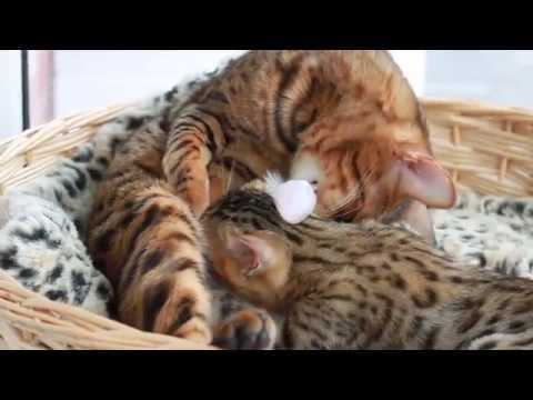 Kisangani Bengal Kittens  - Kitten Kalisha and Aunt Mia, One Last Nurse