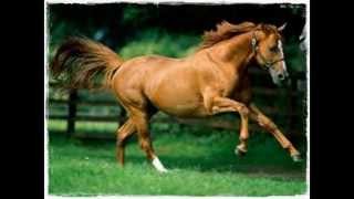 EL BAYO CARA BLANCA LABERINTO