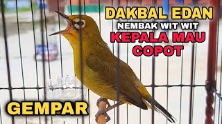 Download lagu PLECI DAKBAL ' GEMPAR ' || NEMBAK WITWIT KEPALA MAU COPOT || VOLUME GELEDEK G12-G16 mp3 Download lagu PLECI DAKBAL ' GEMPAR ' || NEMBAK WITWIT KEPALA MAU COPOT || VOLUME GELEDEK G12-G16 mp3