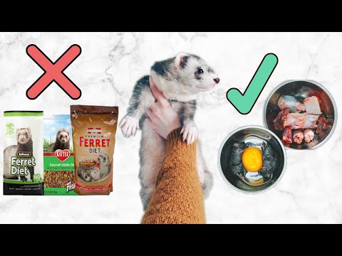 YouTube video about: Can ferrets eat mealworms?
