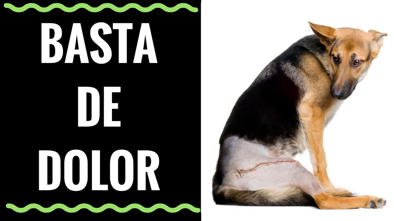 🛑Un ANTIINFLAMATORIO para PERROS Muy EFECTIVO⏩DESCUBRE Cómo TERMINAR con el Dolor de tu PERRO✅