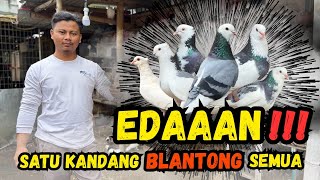 Download lagu GREBEK ‼️ PETERNAK MERPATI BLANTONG DI YOGYAKARTA #merpati #pigeon #merpatiblantong #viral  mp3