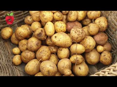 , title : 'Kada vaditi krompira iz zemlje i kako ga skladištiti'