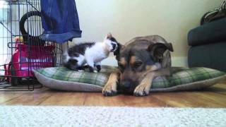 Tiny kitten loves the big dog