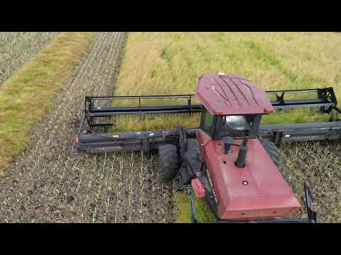 Swathing canola and wrapping up the oats!