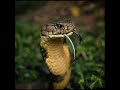 Snake, ft. Trevor Frost, by Nacho González Nappa