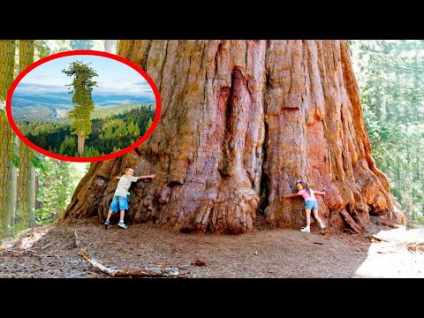 15 Biggest Trees In The World