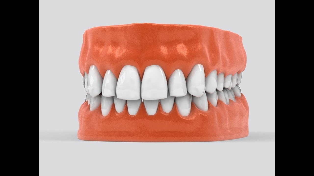3dmodel human teeth at 3dexport.com