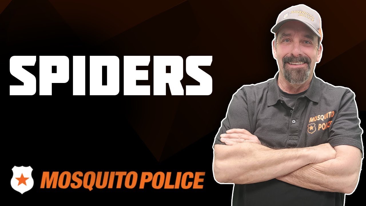 Mosquito Police - Spiders