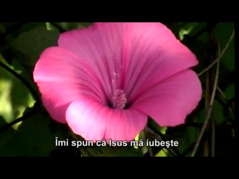 Teofil Palincas - Cu Tine