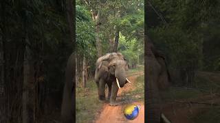 🐘 Wild Elephant Power 🕉️ #animals #shorts
