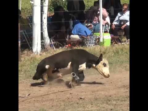 Ganadores pialadas de vacunos Campo Andino Santa Fe