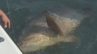 preview picture of video 'INCREDIBLE! Giant Pesca ESPN Get Schooled  Big Fish Boca Grande FL'