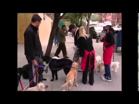 Watch lagu Images Videos Celebrity Apprentice Season 5, Watch Images Celebrity Apprentice Season 5 free Watch, Watch Images Celebrity Apprentice Season 5