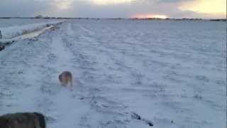 preview picture of video 'Ochtend wandeling door de sneeuw'