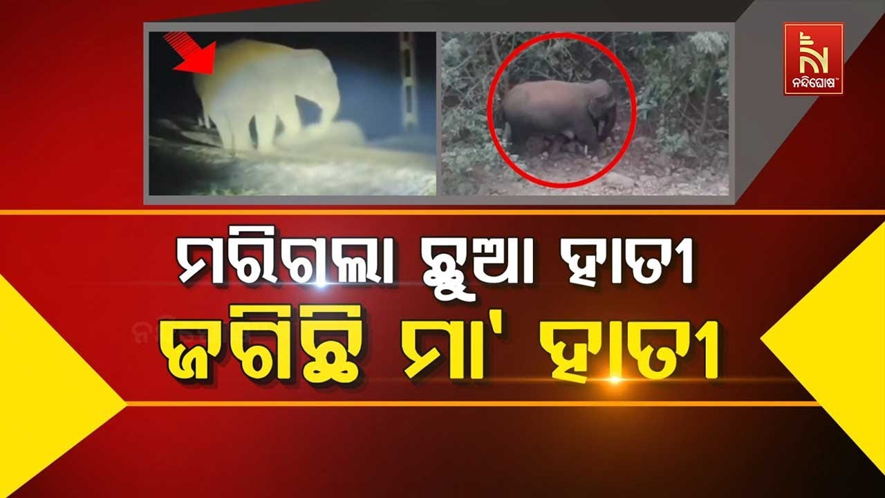 🔴 Live | ମରିଗଲା ଛୁଆ ହାତୀ, ଜଗିଛି ମା’ ହାତୀ