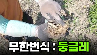 둥글레 번식하기 ㅣ 쉽다쉬워