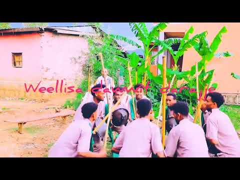 Weellisa Daawwit Darajjee