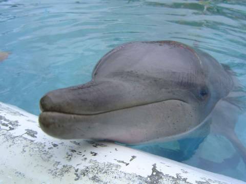 Part 3 Animal Super Powers - Animal X Natural Mystery Unit | Storyteller Media