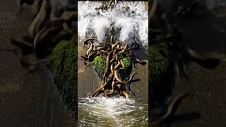 🌊 **SHOCKING** Eels CLIMB WALL in **UNBELIEVABLE** Migration! **URGENT** River Block! #Hidden