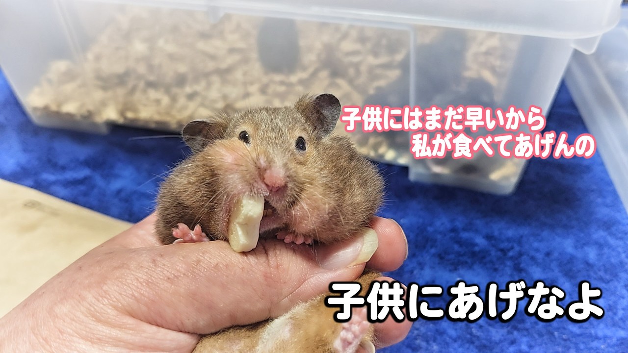 子供に一切おやつをあたえない厳しい子熊母さん