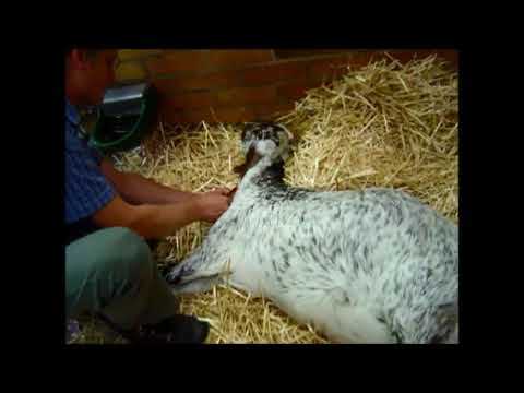 , title : 'Heartwater Case: Goat Showing Respiratory Distress Being Treated'
